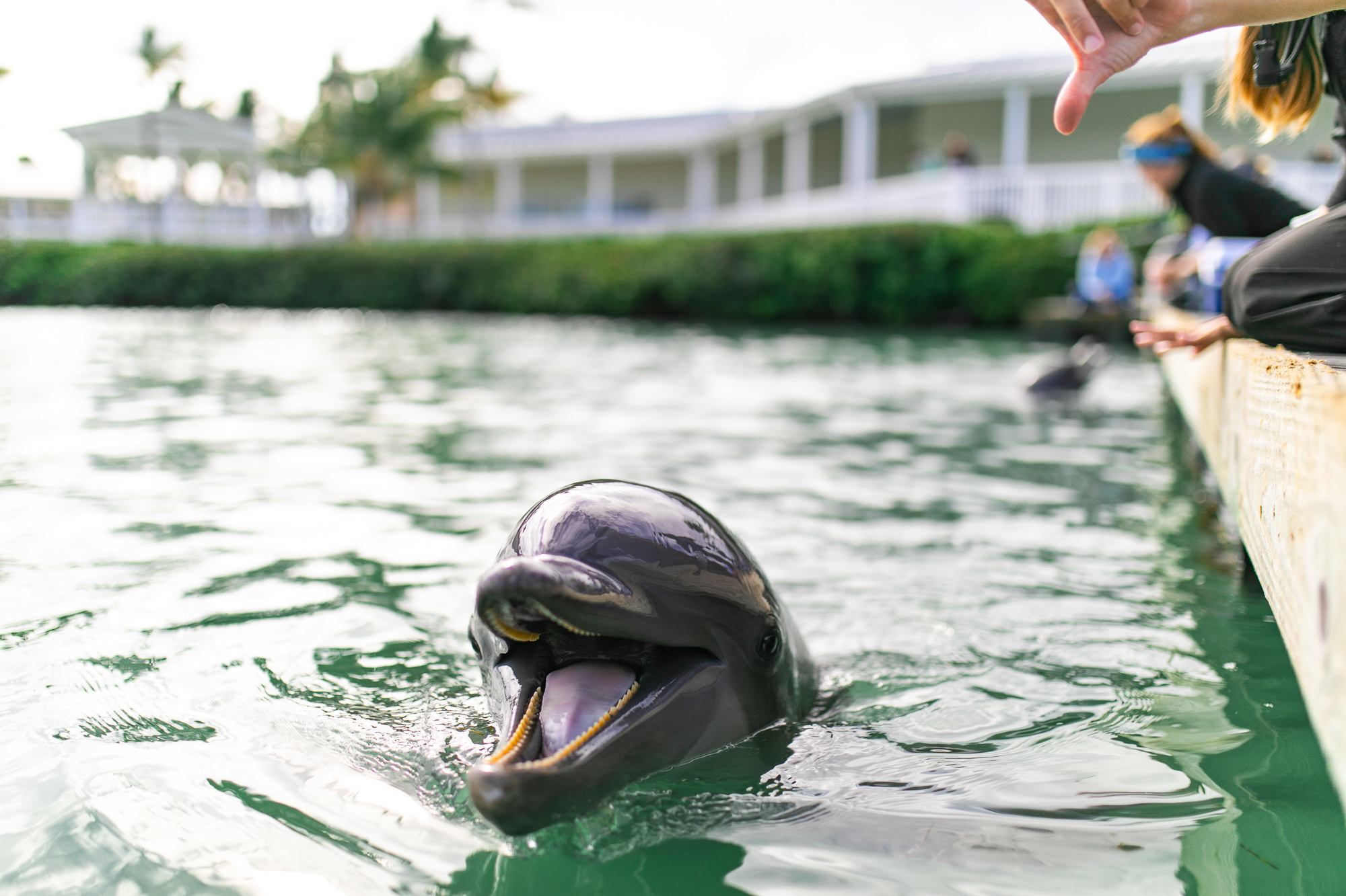 Dolphin Connection at Hawks Cay Resort