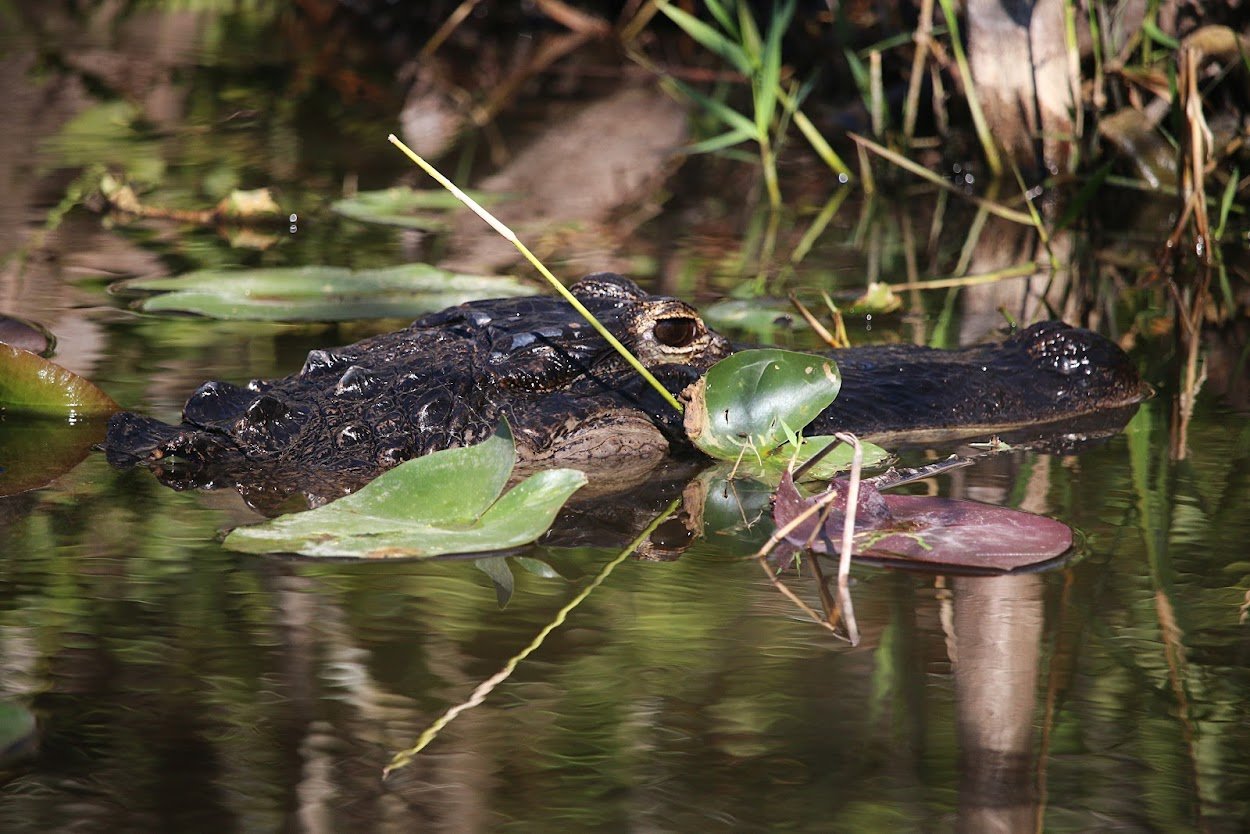 Crocodile in Everglades National Park