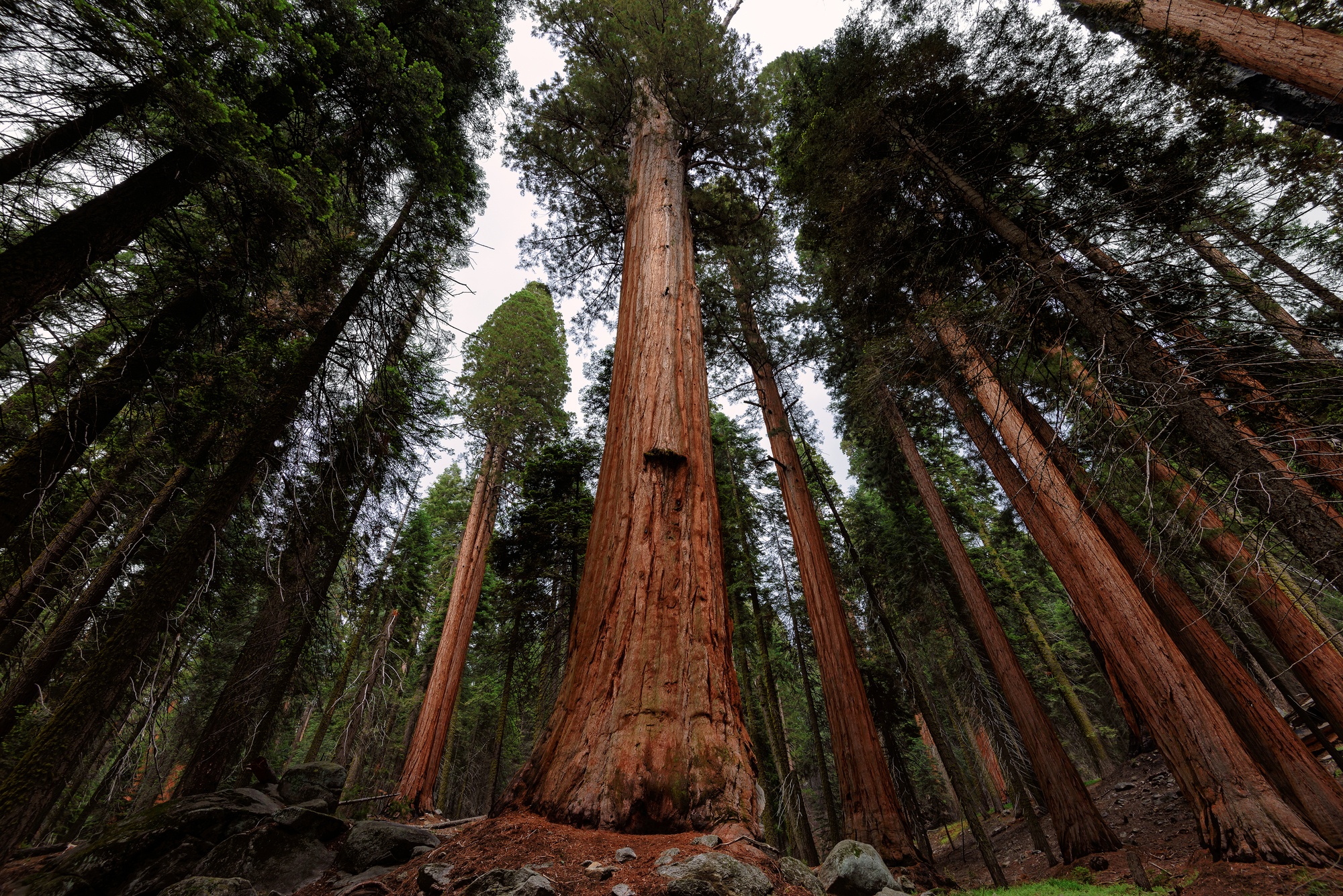 Sequoia trees in Sequoia National Park