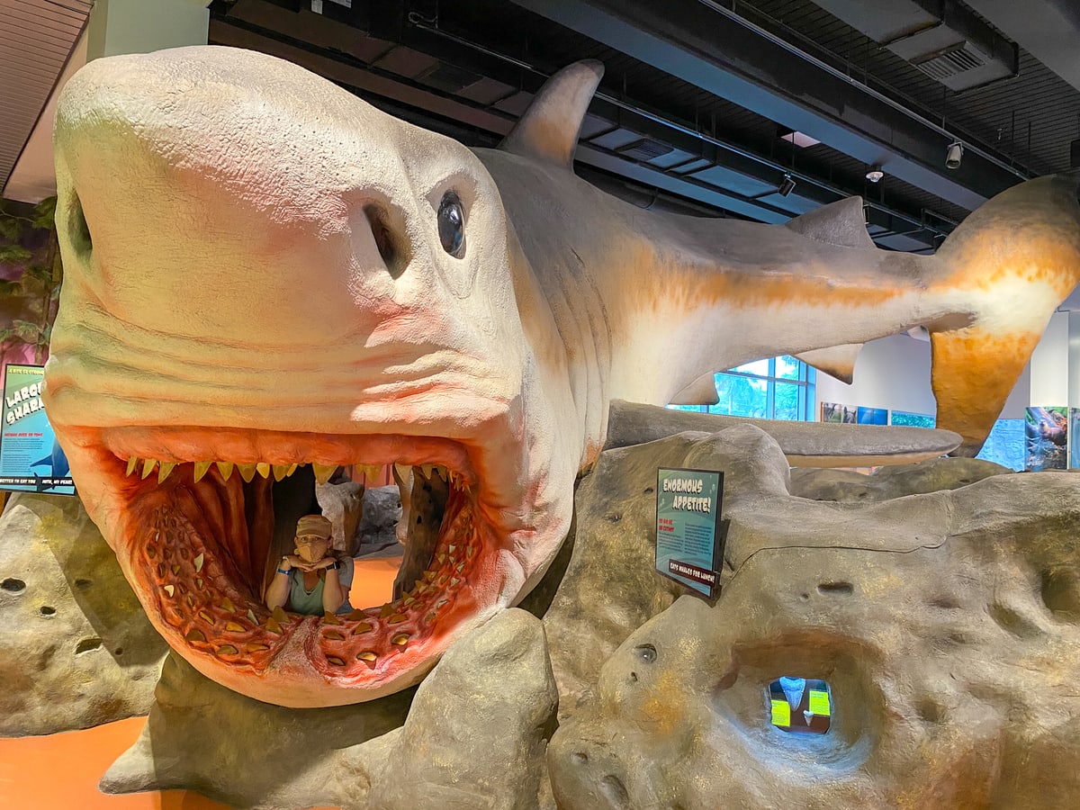 Megalodon shark photo op at the Museum of Discovery and Science 