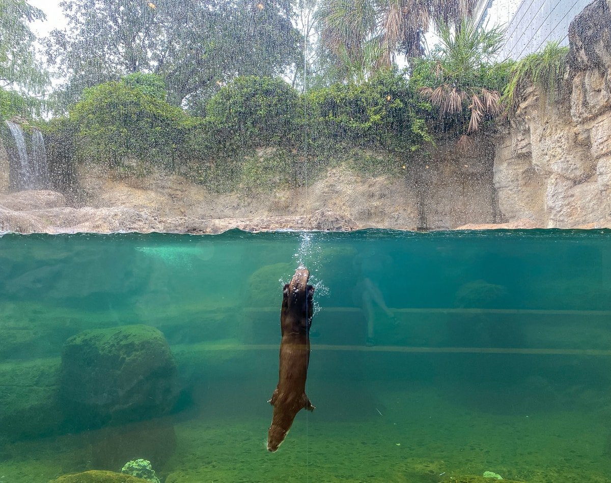 Kids and teens love Otters At Play at the Fort Lauderdale Museum of Discovery and Science