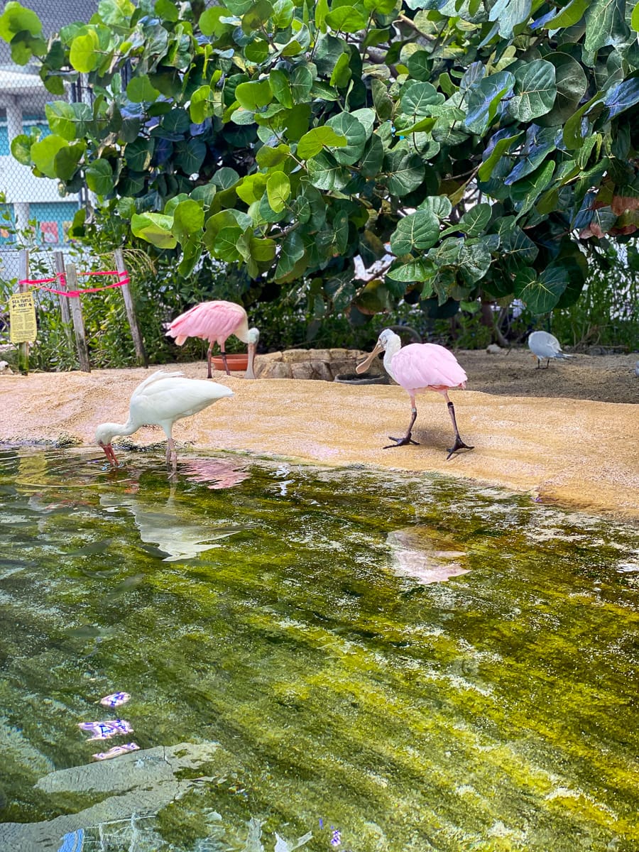 Roseate spoonbills at Frost Museum