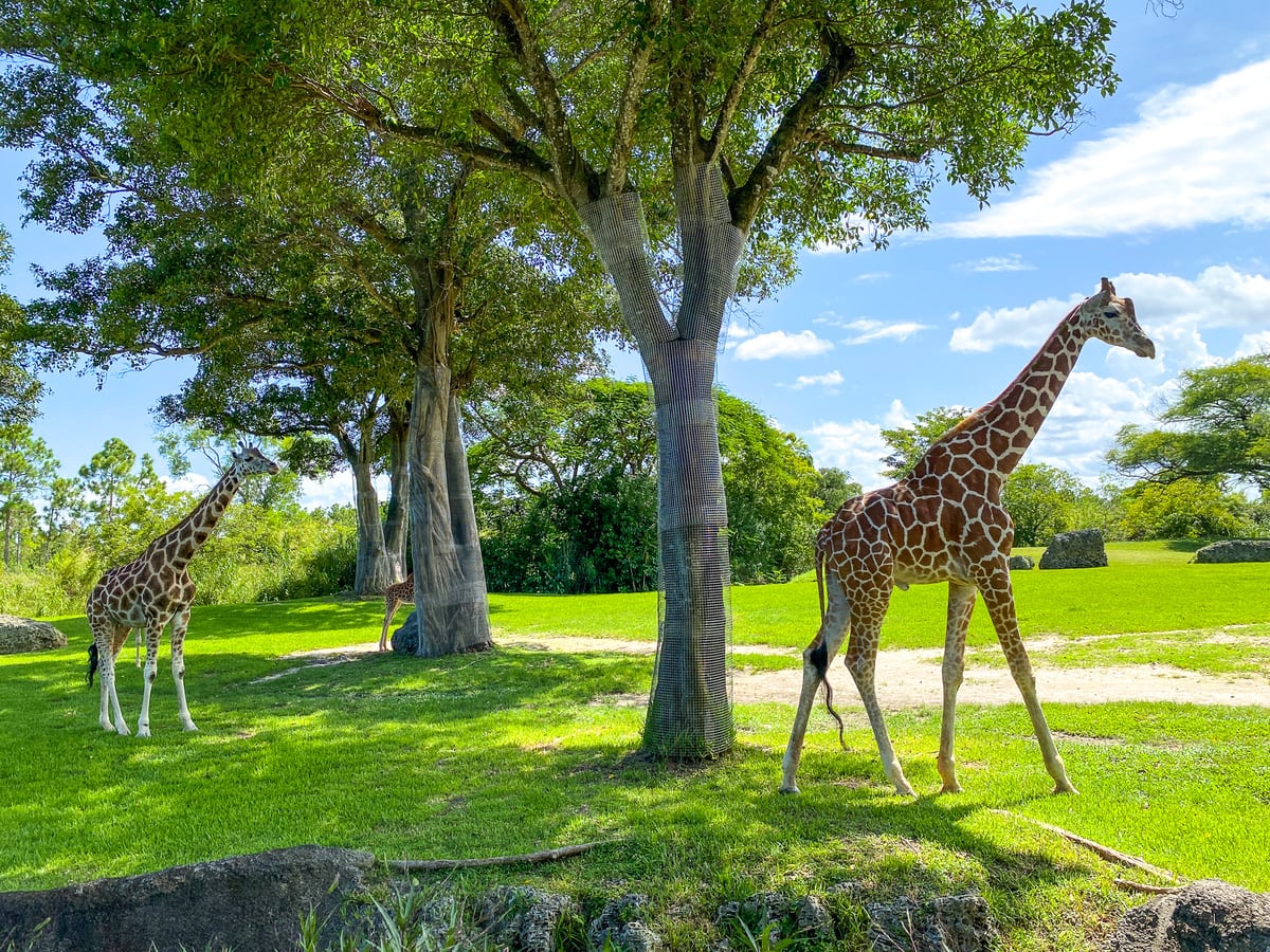 Giraffes at Zoo Miami 