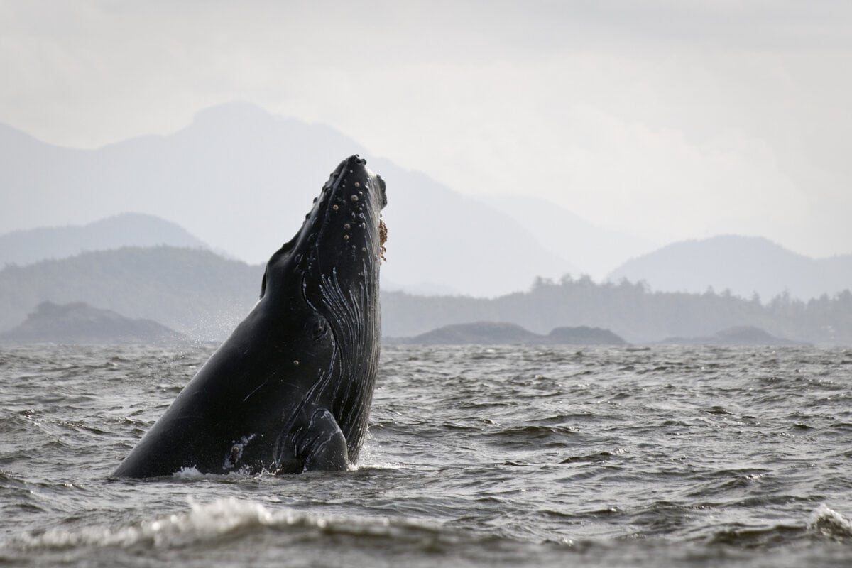 Whale watching is a popular activity in Tofino