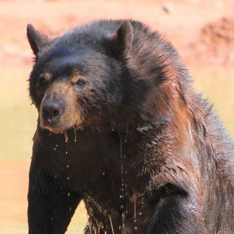 Big Dan the black bear at Bearizona Wildlife Park