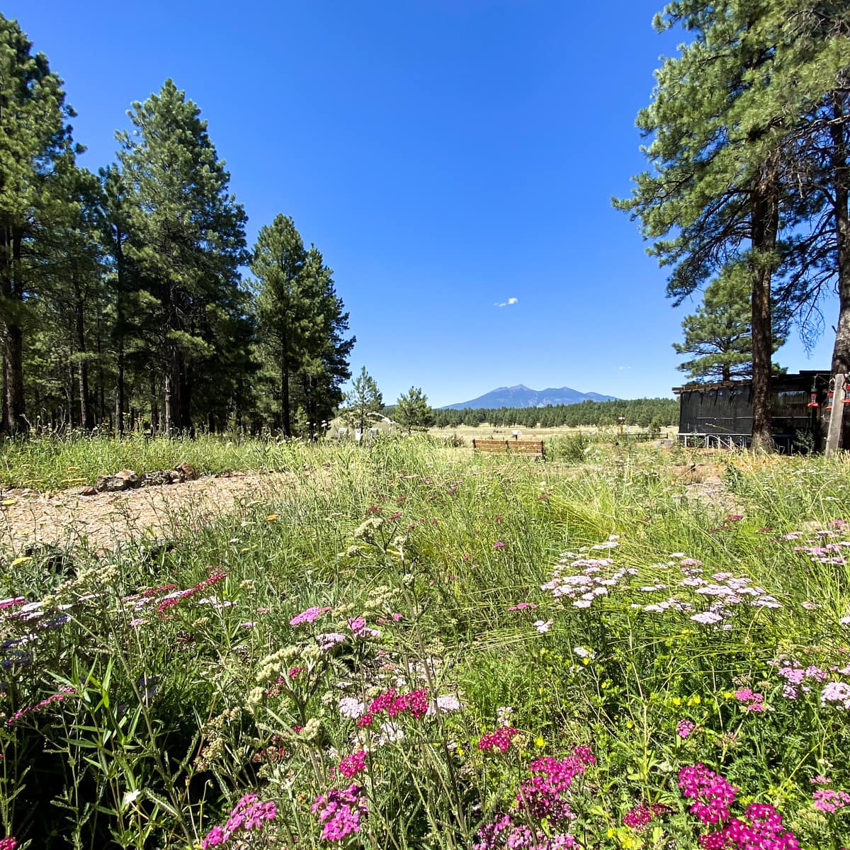 30 Things to Do in Flagstaff in Northern Arizona
