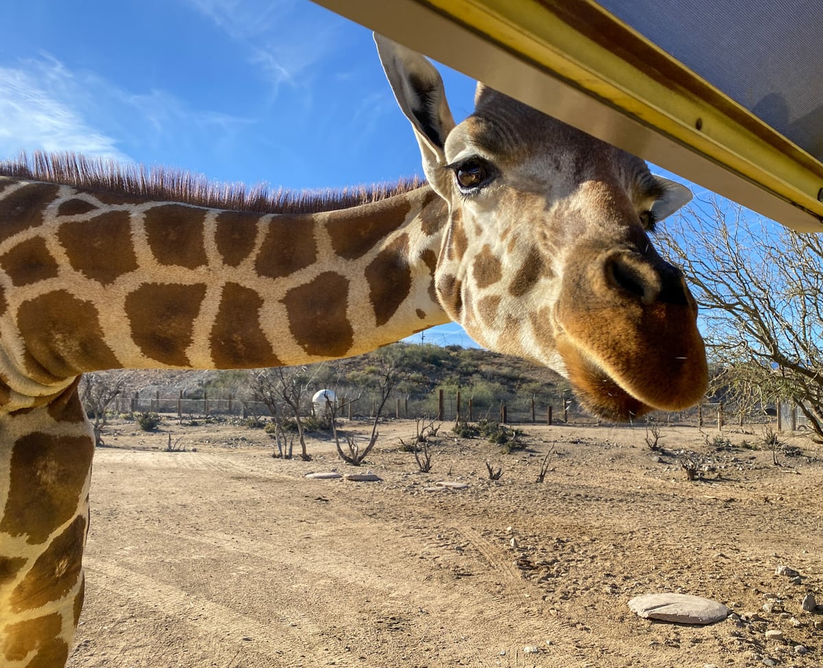 Giraffe on SuperMog Tour at Out of Africa Wildlife Park in Arizona