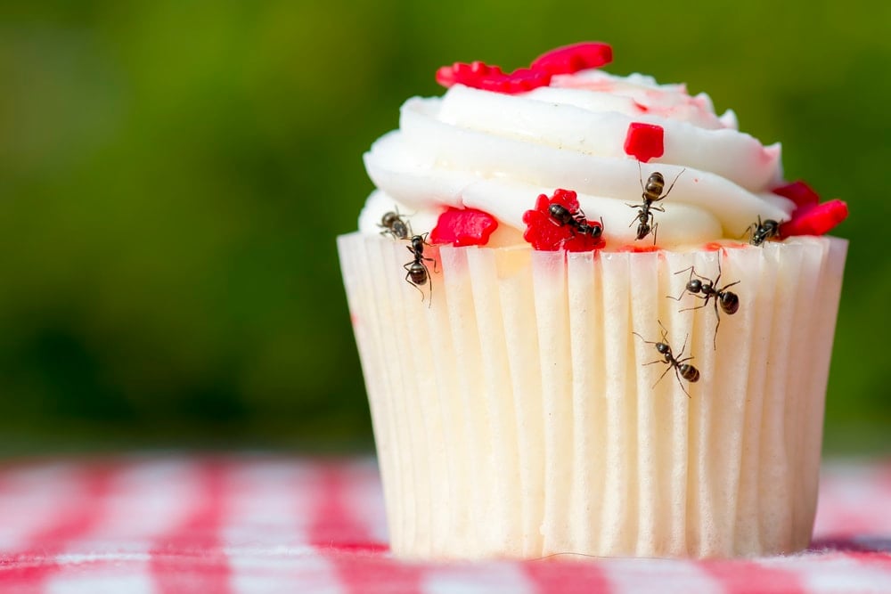 Avoid pesky bugs at your backyard party