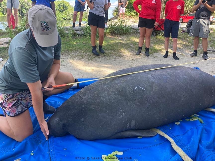 A rescued manatee being released back into the wild by Save the Manatee Club