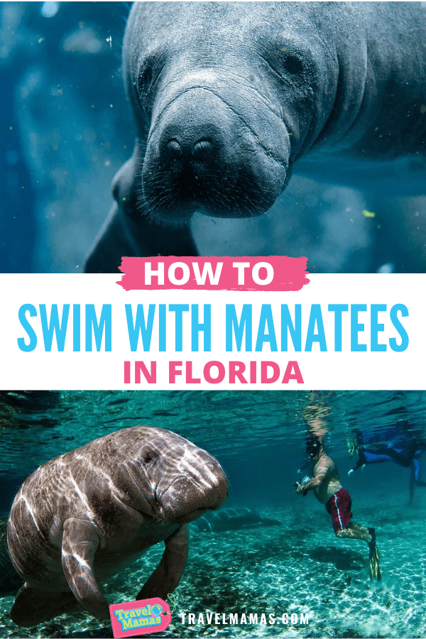 How to Swim with Manatees in Florida
