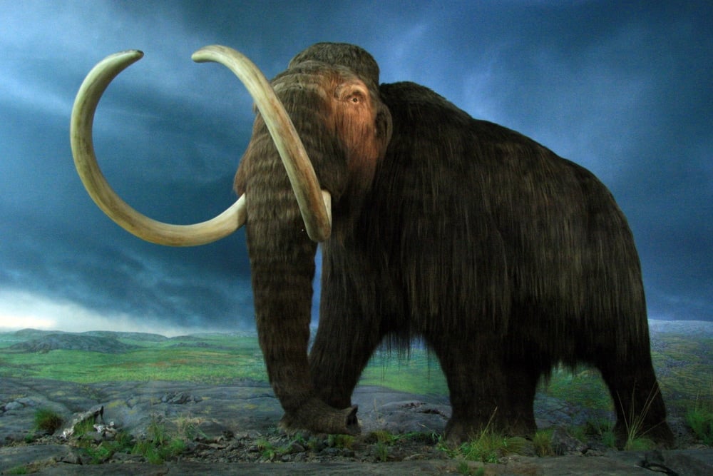 Woolly Mammoth display at Royal B.C. Museum on Vancouver Island