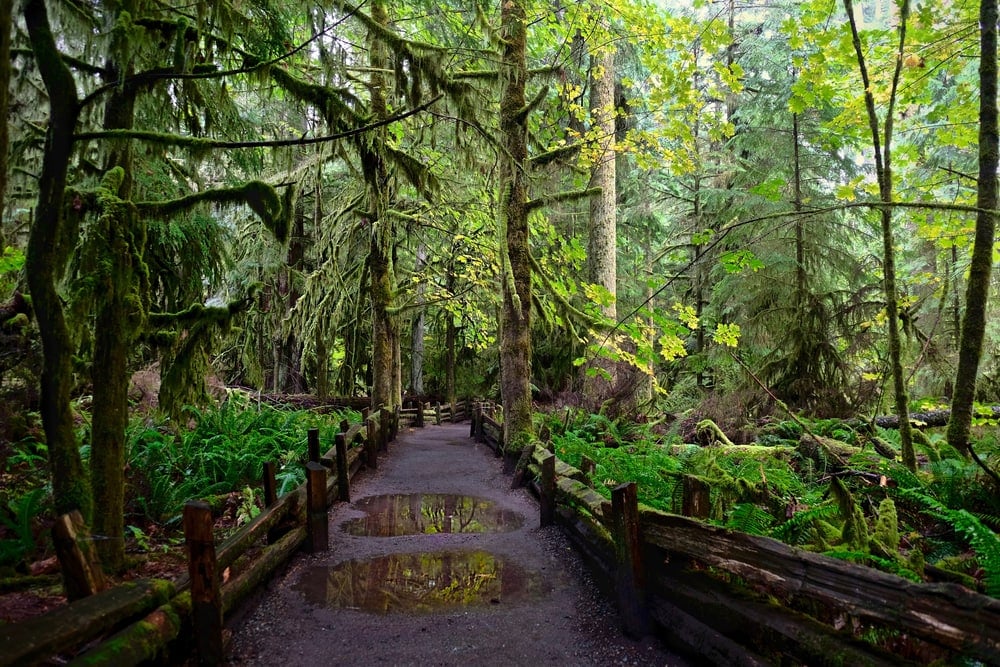 Old growth forest in Cathedral Grove Provincial Park