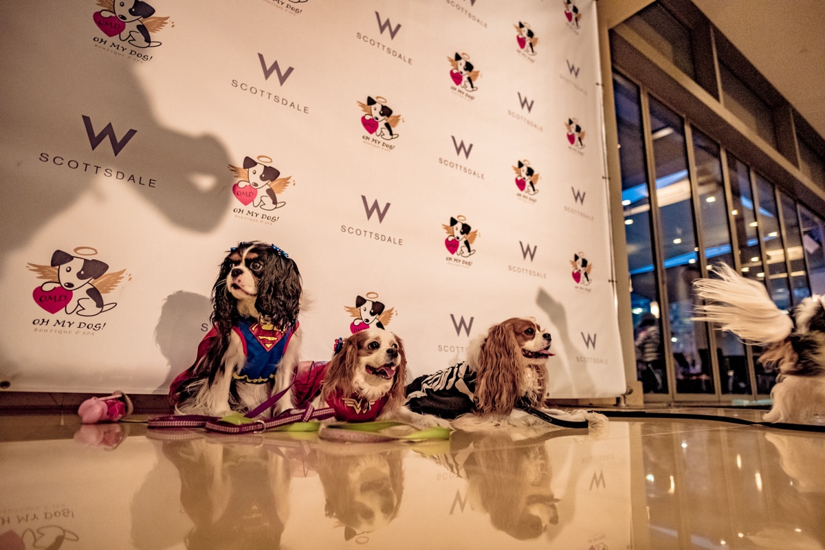 Howloween dog costume contest at the W Scottsdale