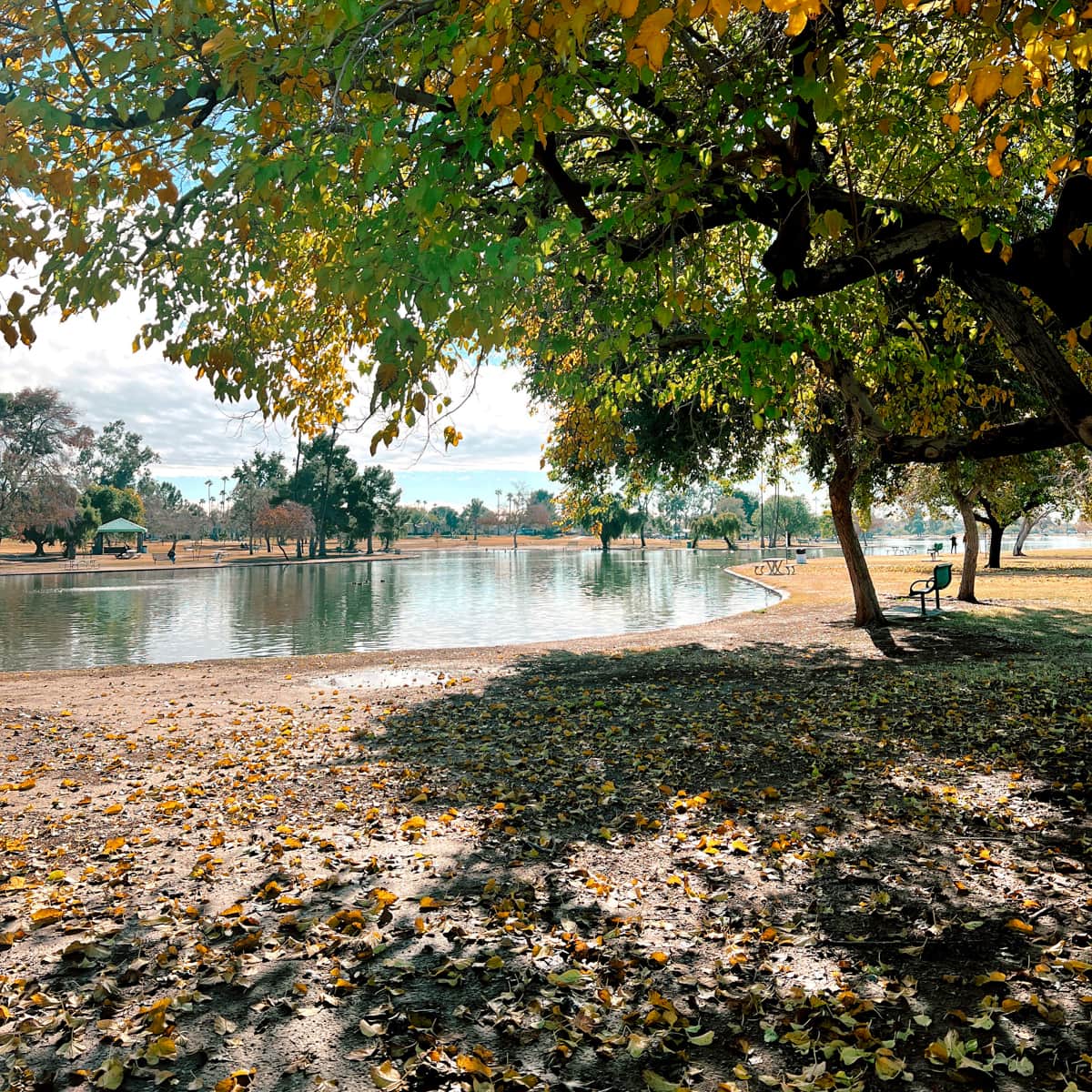 Fall leaves at Lake Chaparral in Scottsdale 