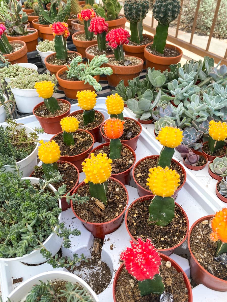 Cactuses for sale at the Old Town Scottsdale Farmers Market