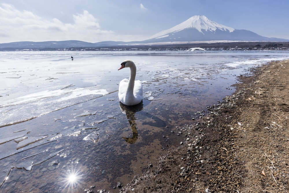 Lake Yamanaka with Mount Fuji in the background in winter