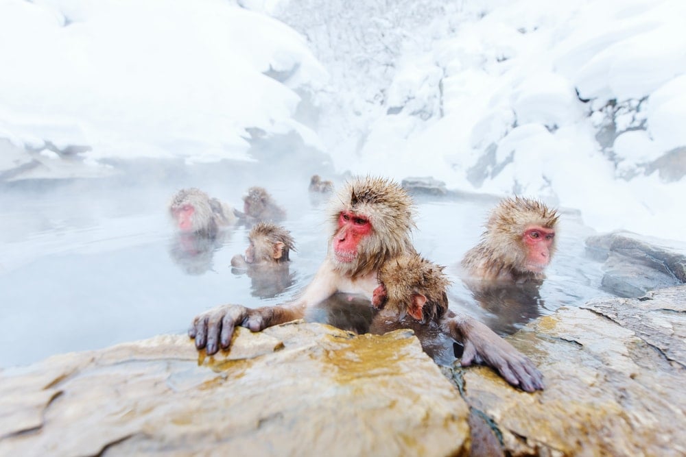 Snow monkeys in hot springs in winter in Nagano, Japan 