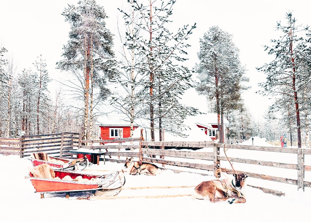 Reindeer with sled in Lapland, Finland
