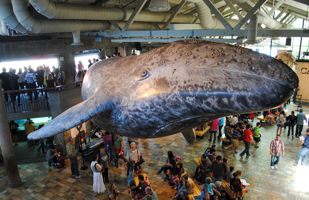 Life-sized blue whale sculpture at Monterey Bay Aquarium