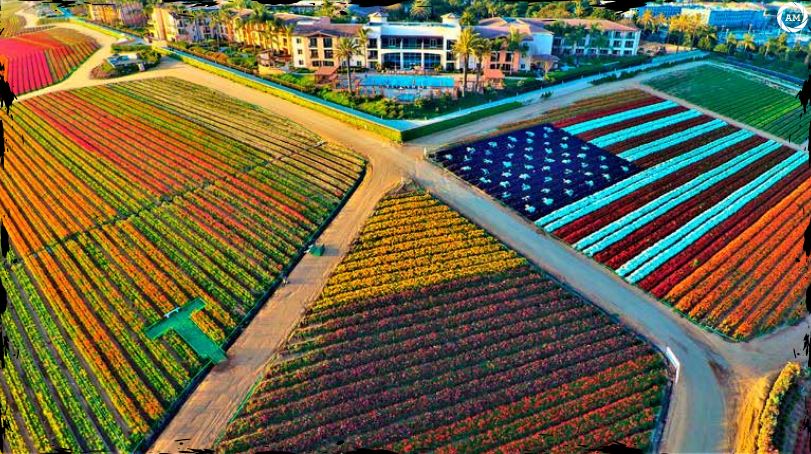 American Flag of Flowers at The Flower Fields 