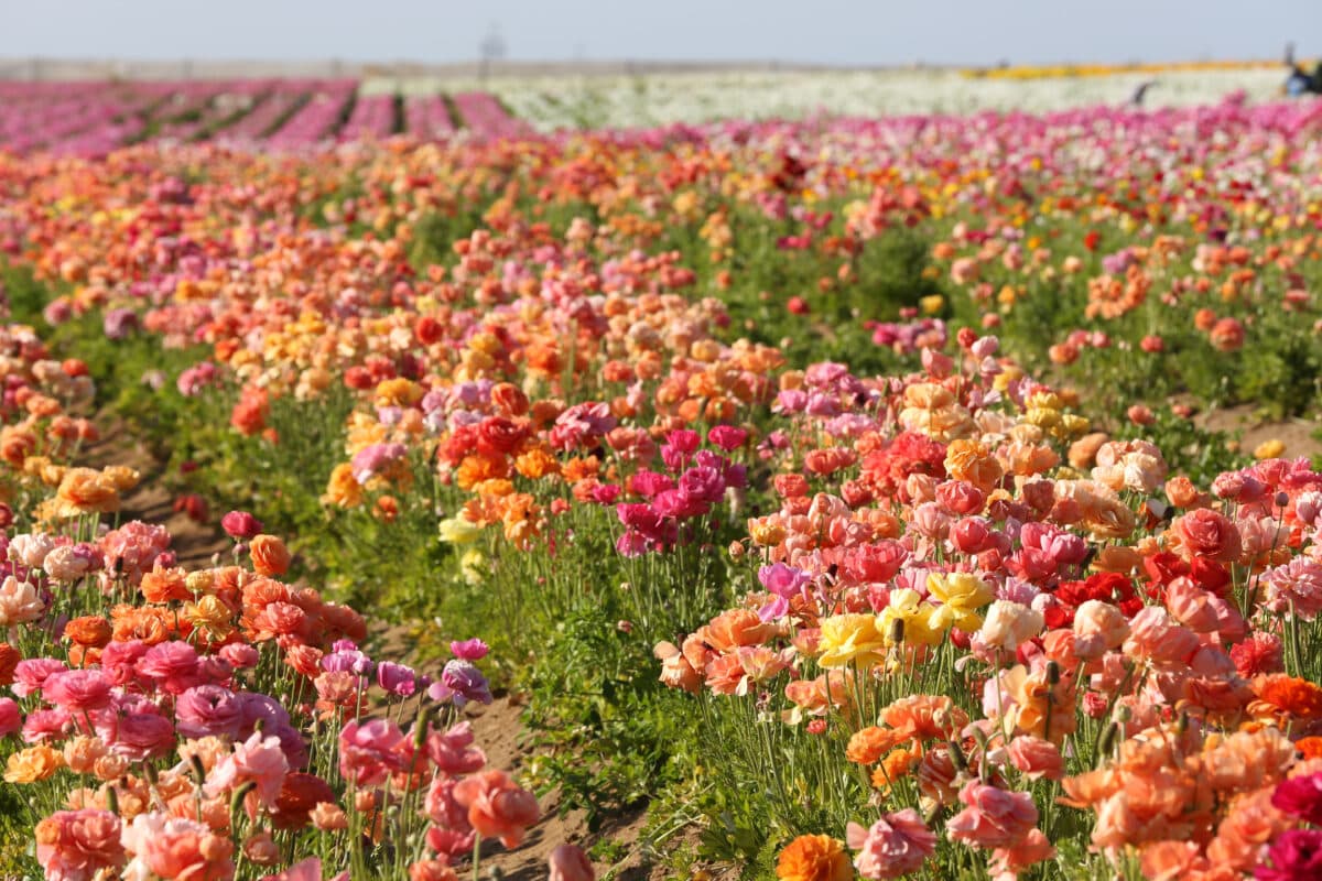 The Flower Fields at Carlsbad Ranch 