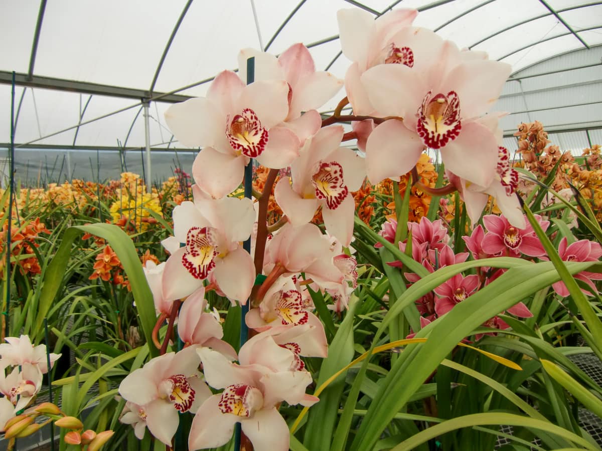 Cymbidium Orchid Greenhouse