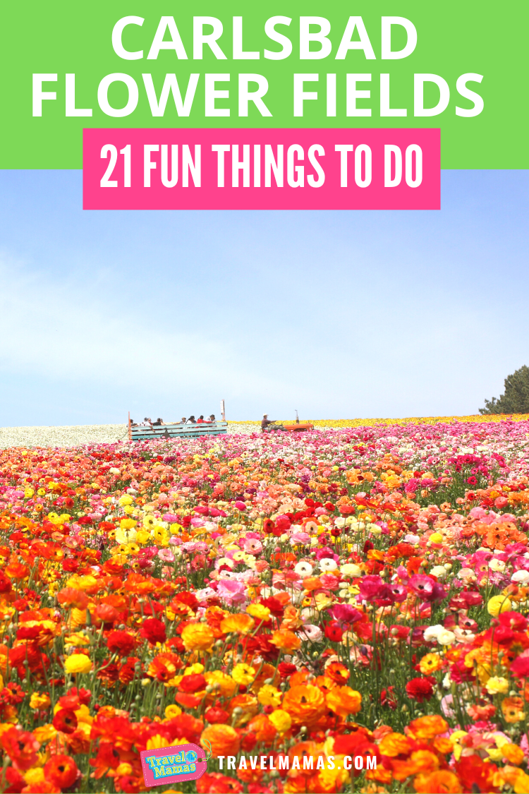 The Flower Fields at Carlsbad Are an Instagram Dream