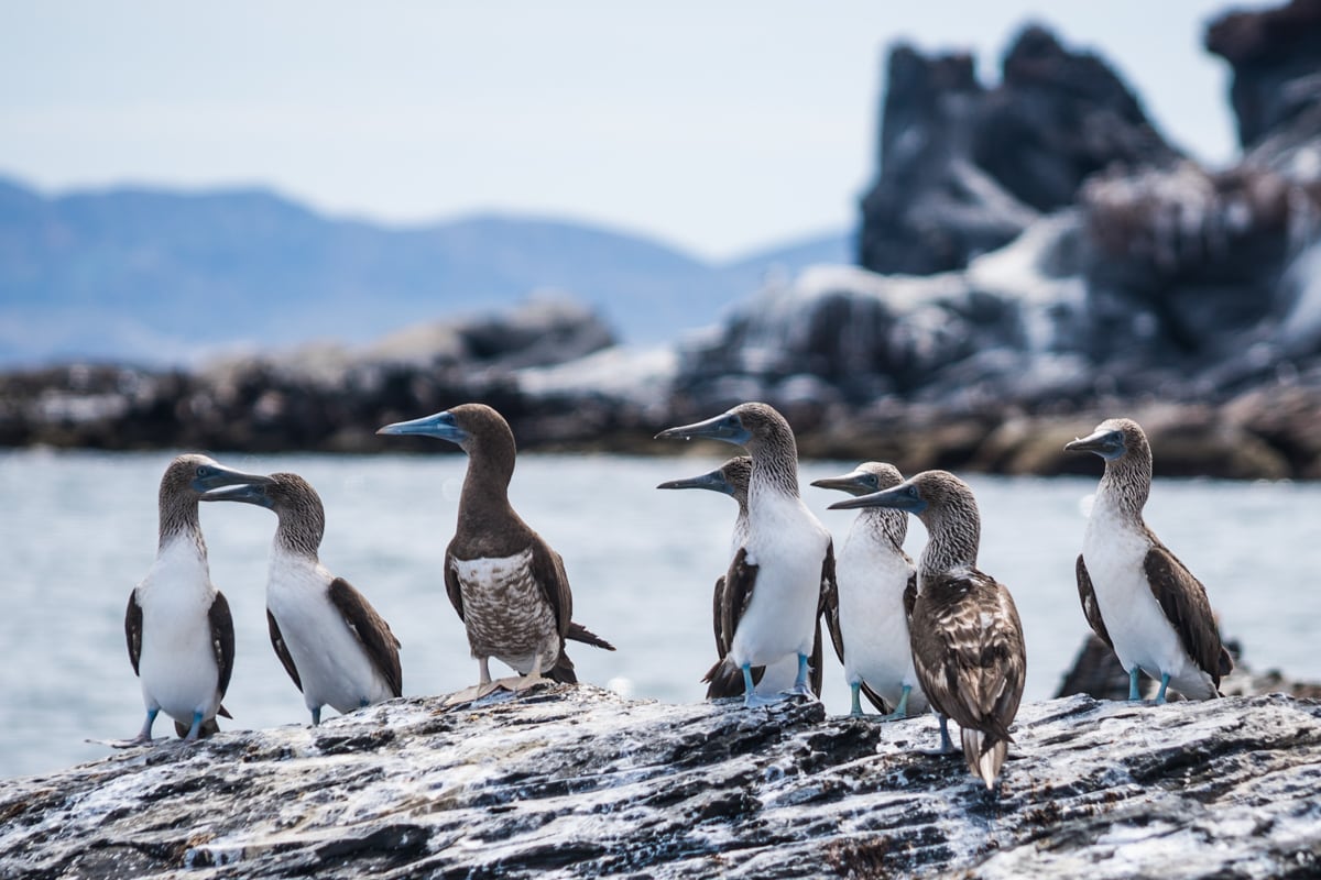 Blue-footed boobies in Loreto National Park