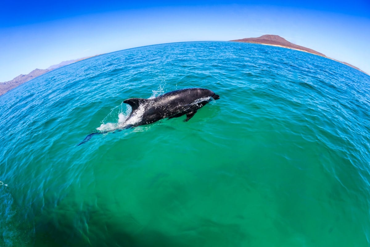 Dolphin swimming in the Gulf of California near Loreto 
