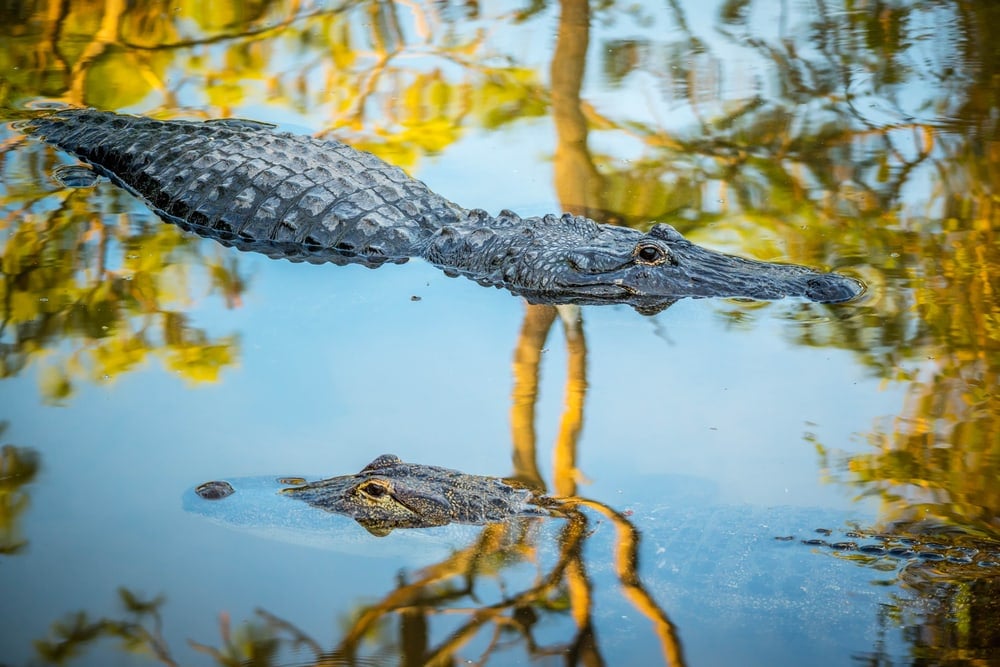 Alligator in Orlando 