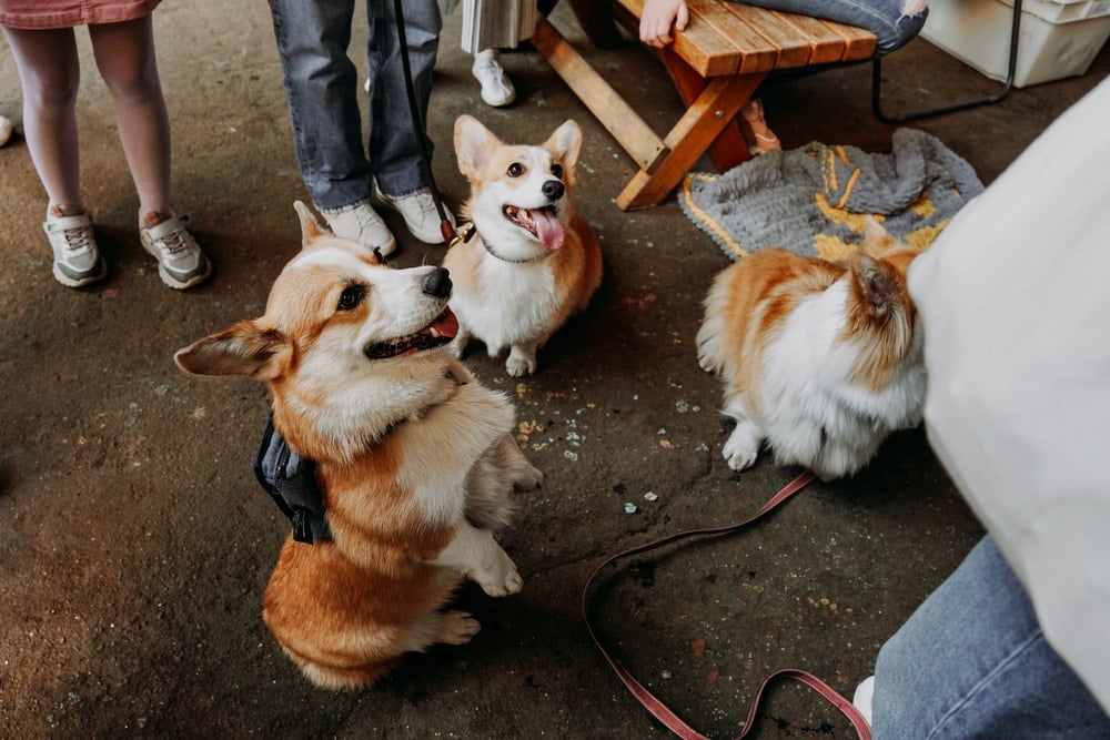 Dogs at a brewery