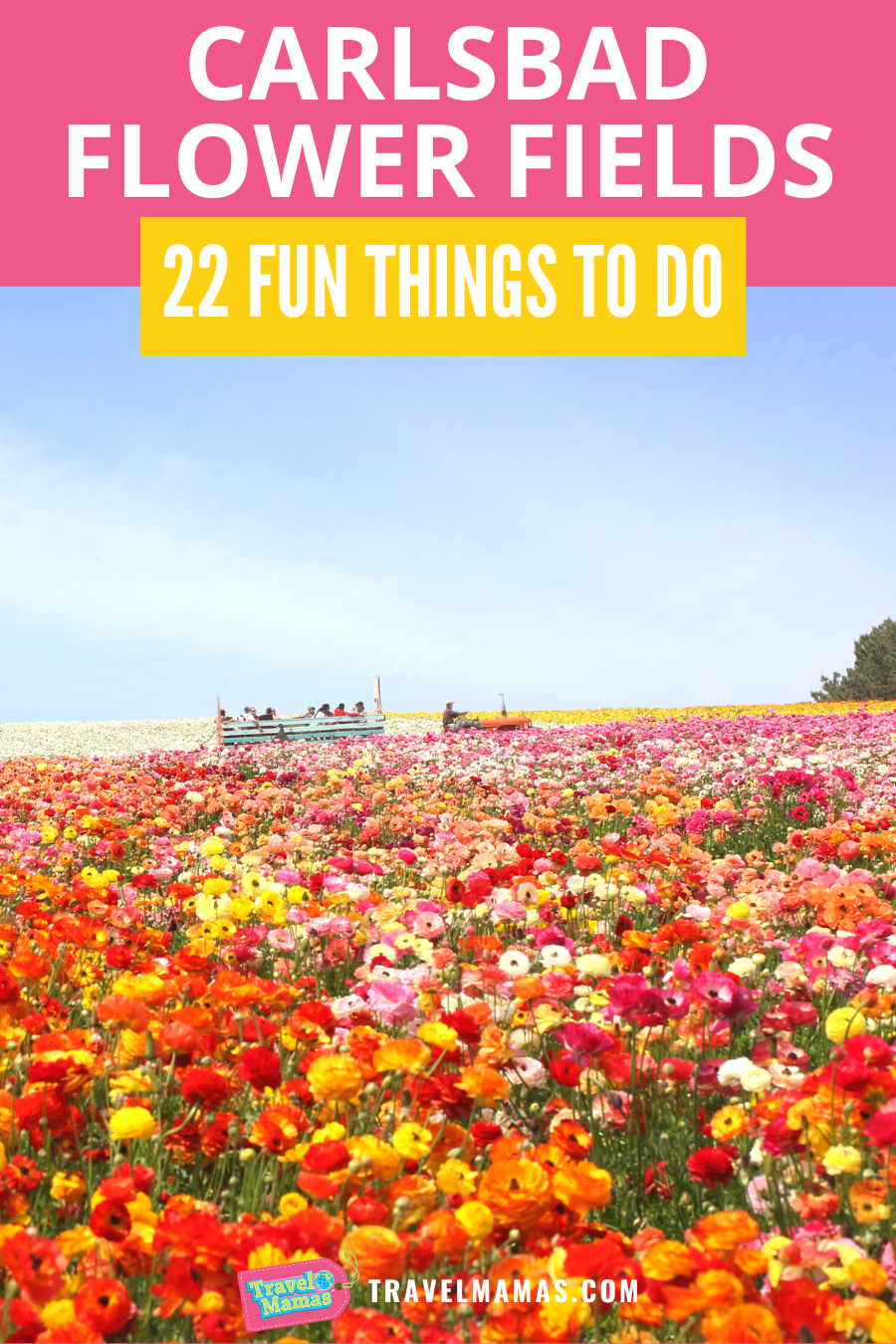 Fun Things to Do at Carlsbad Flower Fields in California