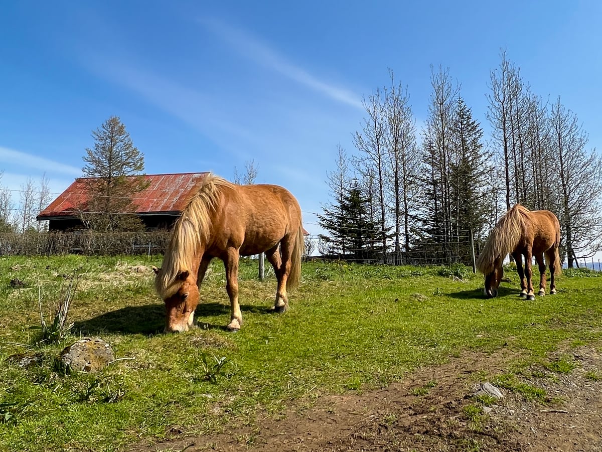 Horses at Efstidalur Farm Hotel