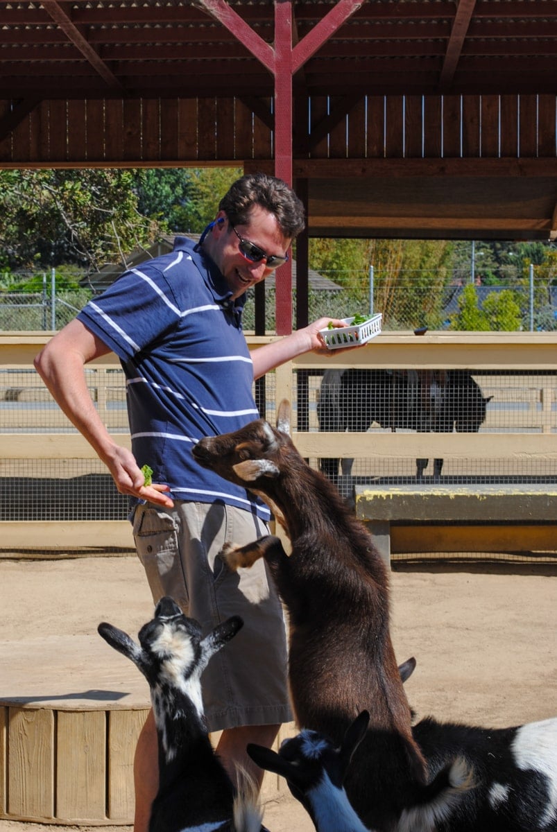 Dad feeding goats at Zoomars Petting Zoo in San Juan Capistrano