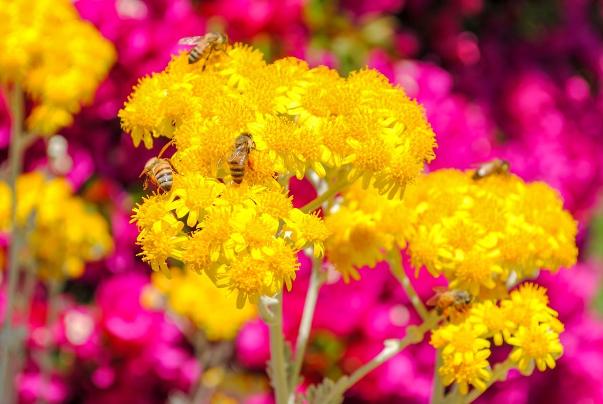 Bees buzzing among bright flowers at Mission San Juan Capistrano