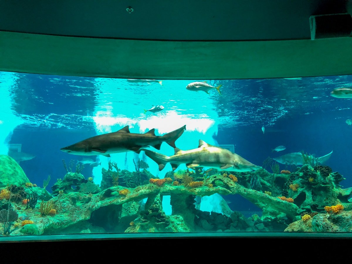 Sharks at OdySea Aquarium at Arizona Boardwalk