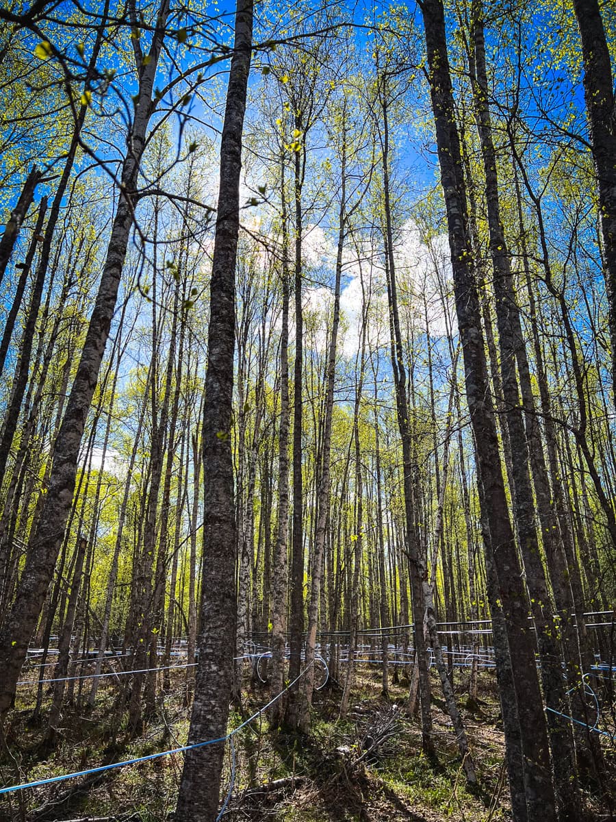 Birch trees at Kahiltna Birchworks