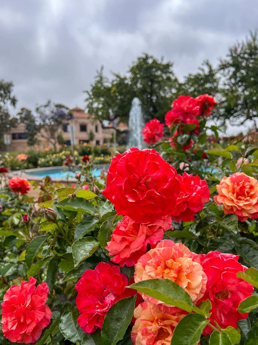 Inez Grant Parker Memorial Rose Garden in San Diego Balboa Park
