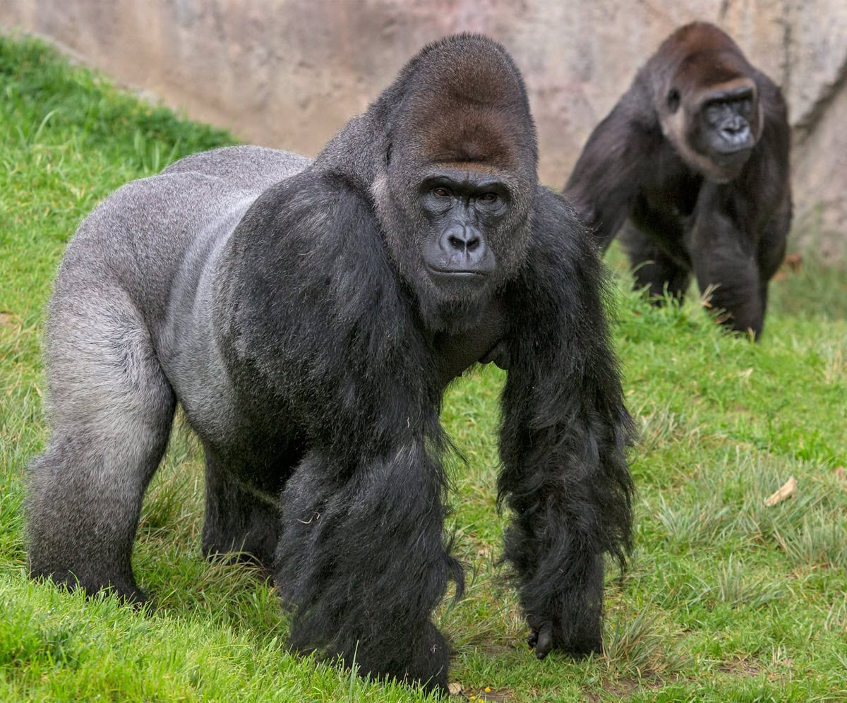 Gorilla zoo exhibit