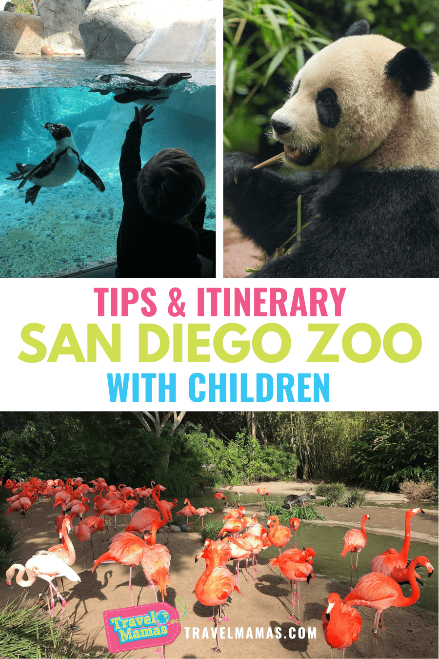 Tips & Itinerary San Diego Zoo with Kids