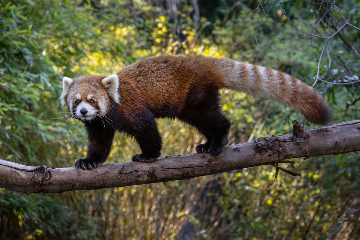 Red panda 