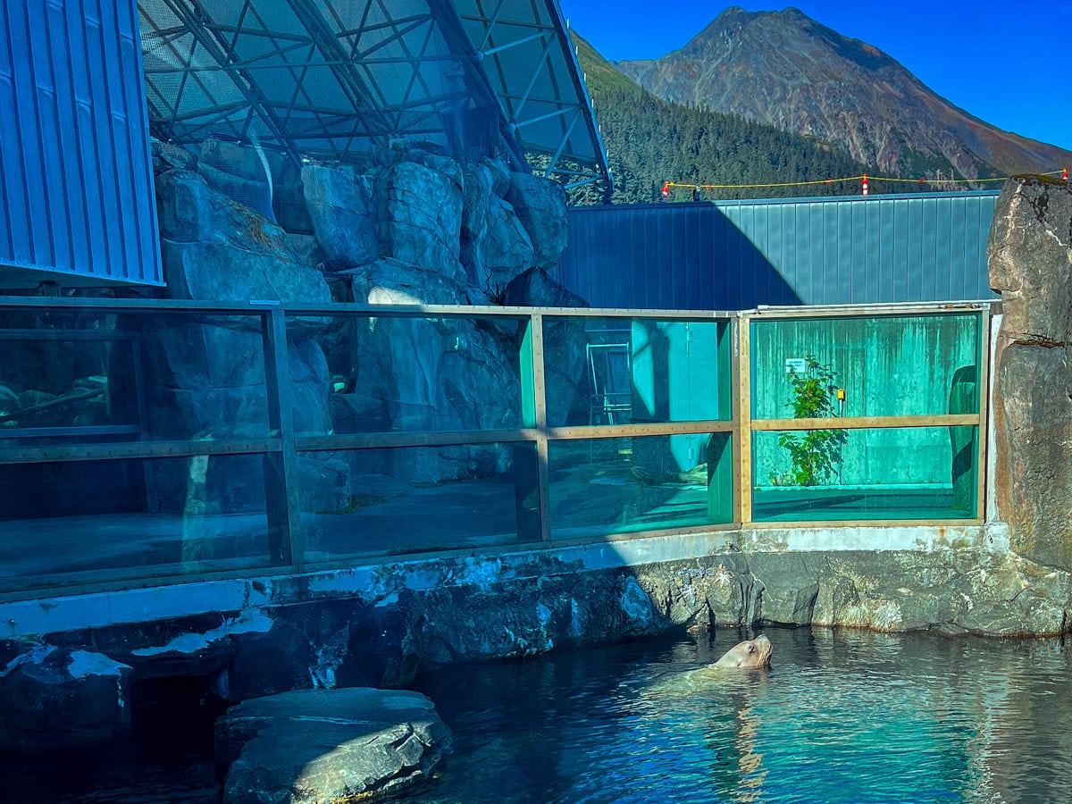 Seal swimming at Alaska Sea Life Center