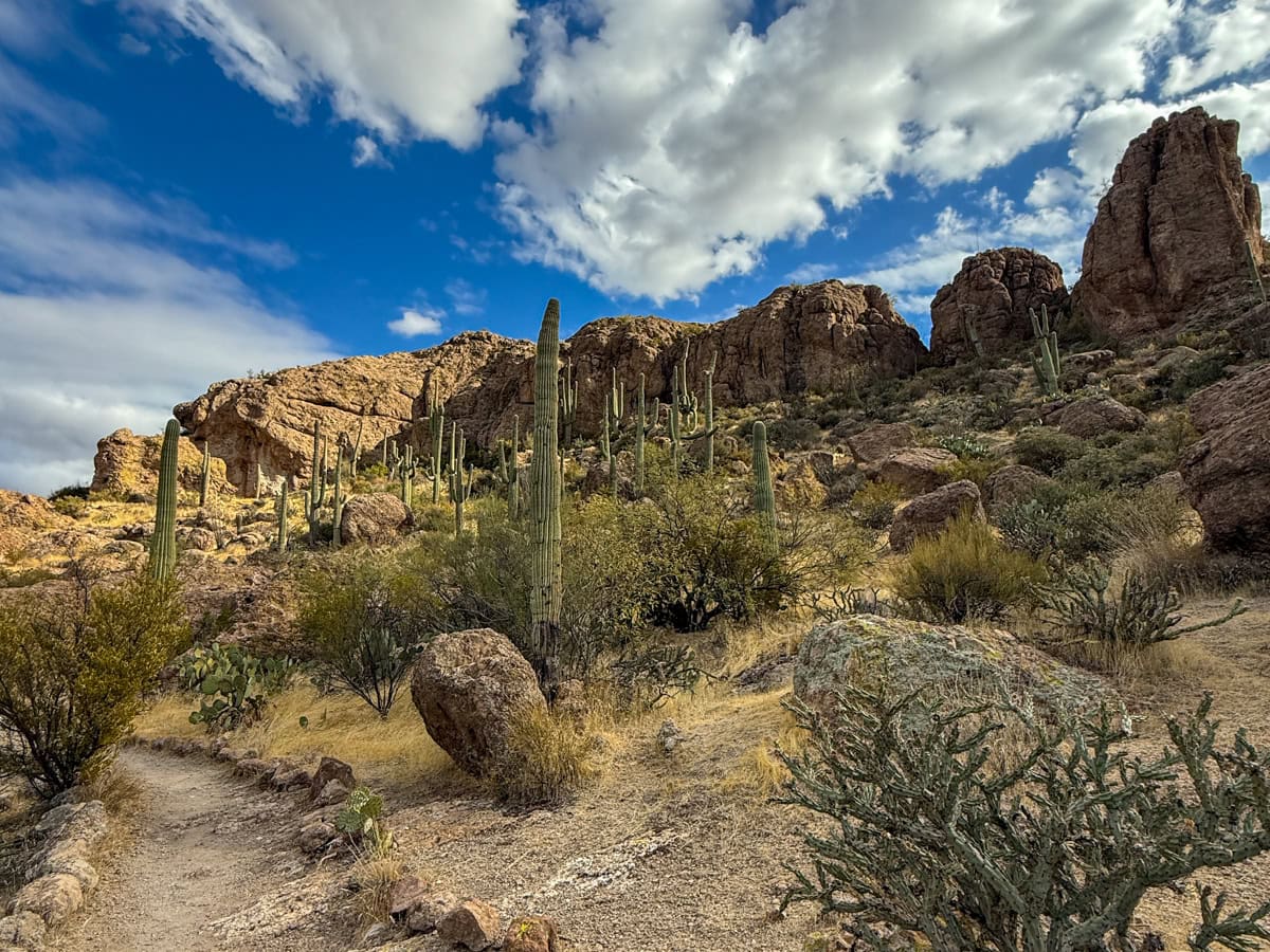 Arizona desert landscape