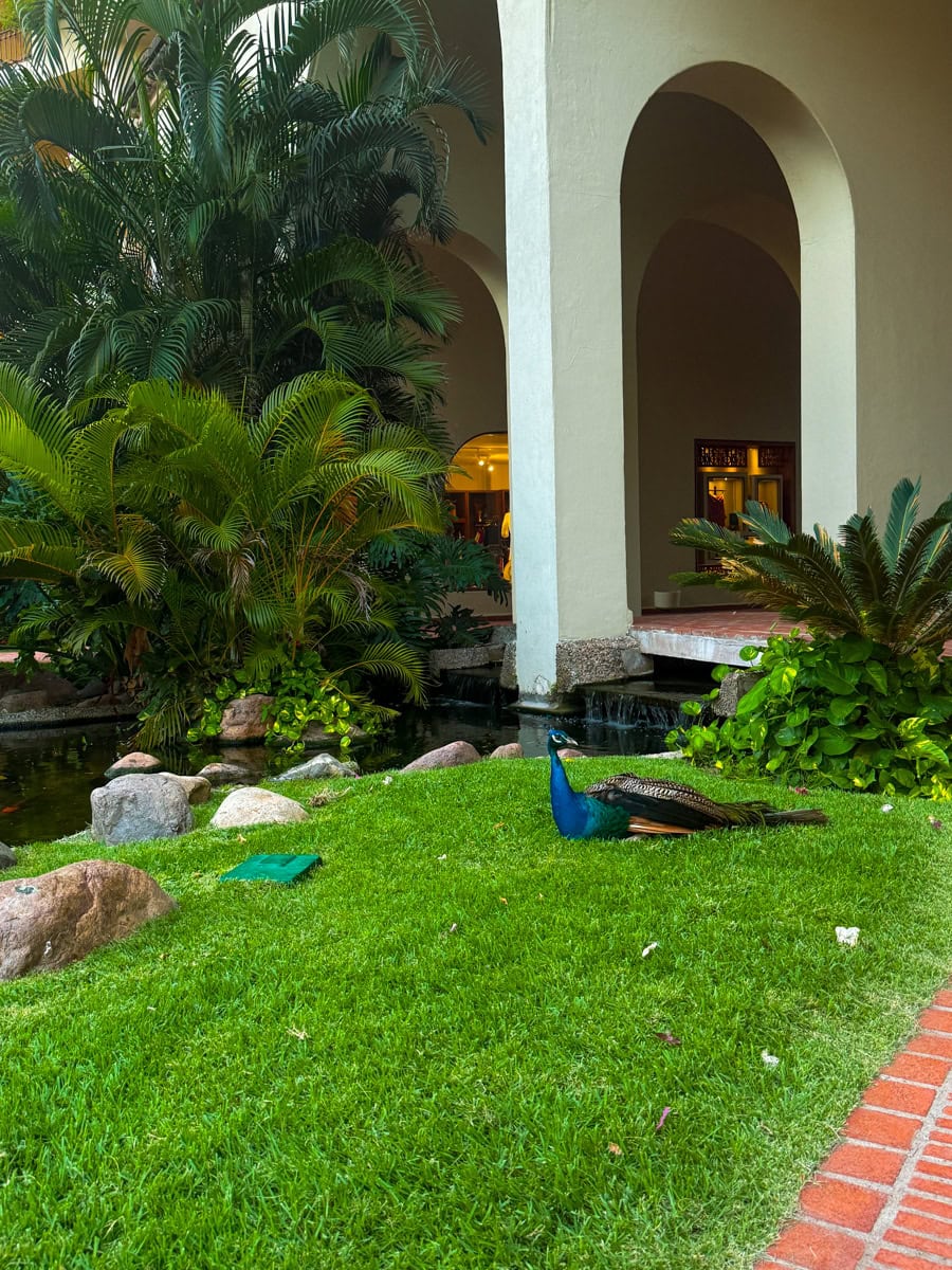 Pancho the peacock at Velas Vallarta